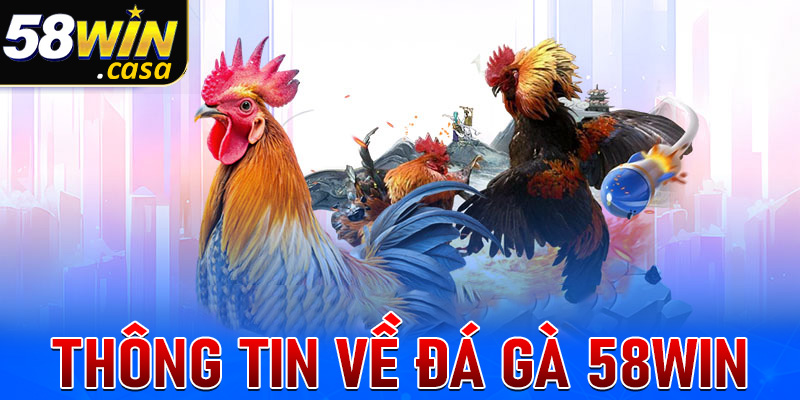 Thông tin chung về sảnh cá cược đá gà 58win